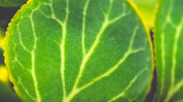 The leaves of Monadenium ritchei. beautiful desert olant