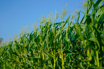 Obraz premium A green field of corn in india
