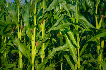 A green field of corn in india