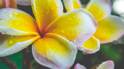 Closeup of morning dew on beautiful yellow Plumeria flower