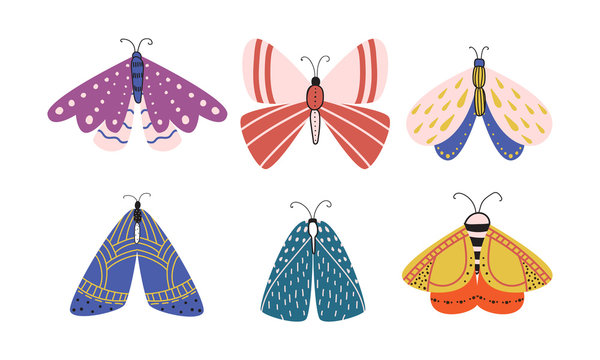 Set of isolated different beautiful colorful butterflies with various patterns