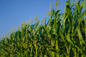 A green field of corn in india