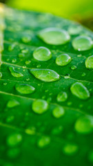closeup of morning dew on green leaf.
