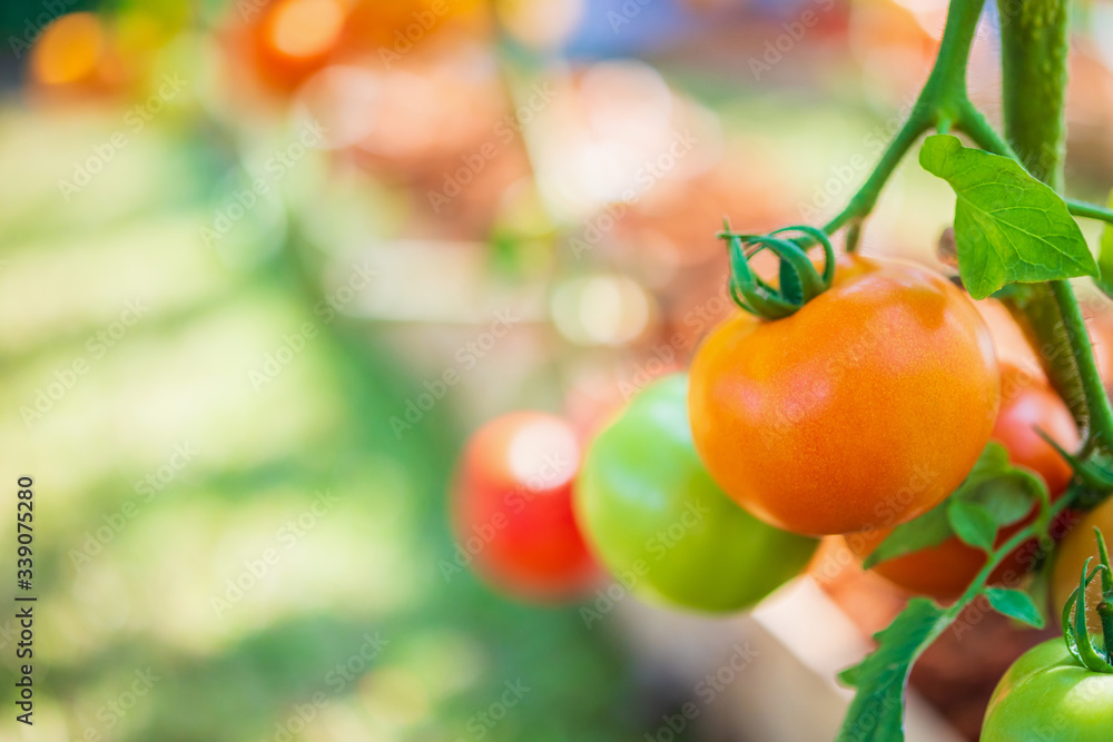 Wall mural fresh red ripe tomatoes hanging on the vine plant growing in organic garden