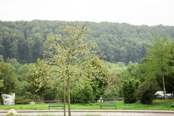 Trees plants grass and greenery in the highway of Rosenheim new autobahn Germany