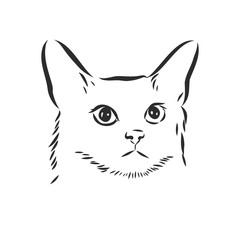 portrait of a cat, domestic cat, vector illustration of a sketch