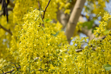 Small Yellow Flower or Cassia fistula flower