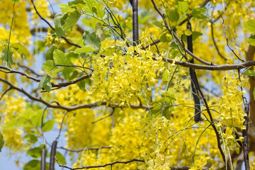 Small Yellow Flower or Cassia fistula flower