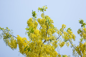 Obraz premium Small Yellow Flower or Cassia fistula flower