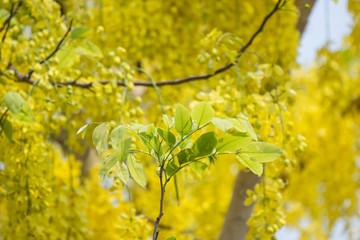 Young Green Lead of  Cassia fistula flower