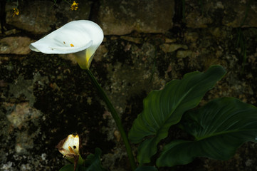 lonely beautiful calla lilie picture. © Guaraciaba