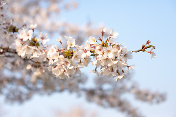 桜桜