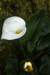 calla lilie flower high angle view close up © Guaraciaba