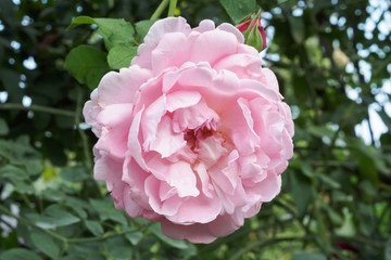 Beautiful colorful pink roses flower in the garden