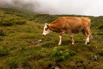 Brown cow with a white muzzle on a hillside. A lot of green grass on the ground. The fog is around. Horizontal.