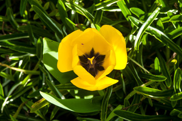 high angle close up view of a yellow opened tulip.