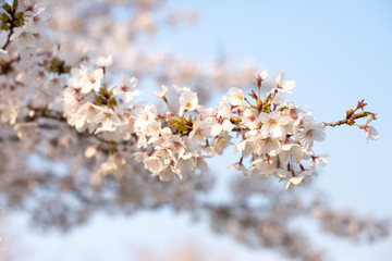桜桜