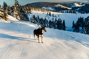 Dog in mountain, beautiful snowy winter landscape.