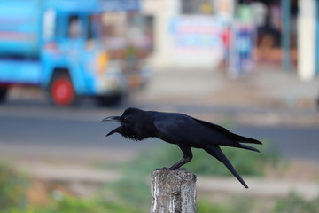 side view of carrion or Indian jungle crow ( himalayas corvus), bird background