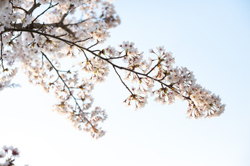 桜桜