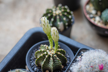 The cactus is planted in a beautiful and brightly colored pot with a strong trunk.