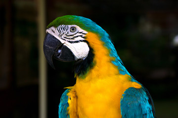 Beautiful colored parrots that are cheerful and clear.