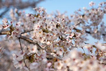 桜桜