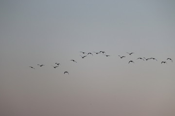 close up of group of great egrets ( white heron) flying in the sky