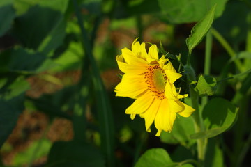 Sunflower field in india
