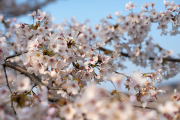桜桜