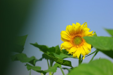 Sunflower field in india