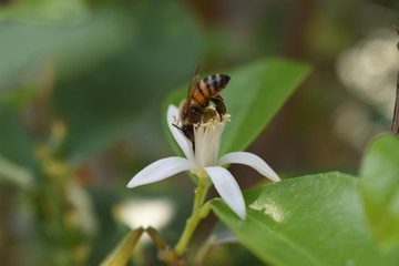 Abeja tomando nectar