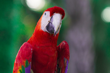Beautiful colored parrots that are cheerful and clear.