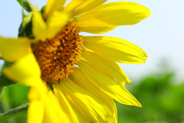 Sunflower field in india