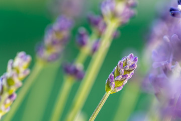 Lavender flowers in the garden
