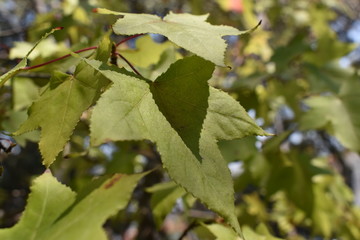 Hoja de &aacute;rbol