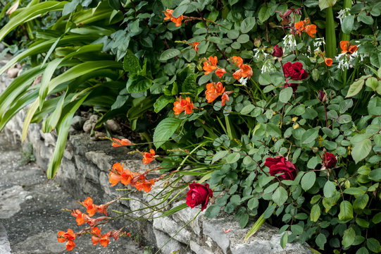 beautiful exoctic colored flowers on a bush