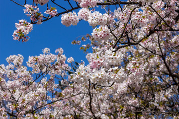 Fototapeta premium 満開の桜