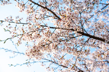 桜桜