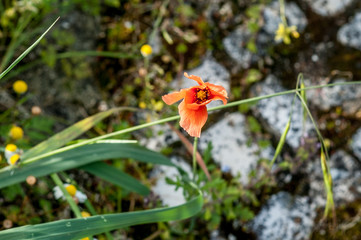 Obraz premium high angle view of a pop flower swinging