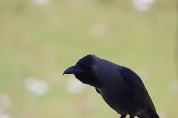 grey necked crow ( house crow) on blurred background, bird background