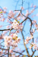 桜桜