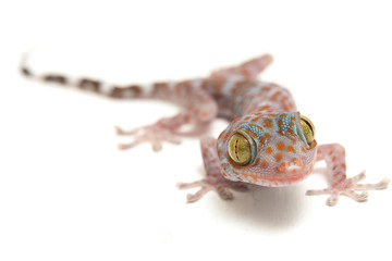 Tokay Gecko (Gekko gecko) isolated on white background.