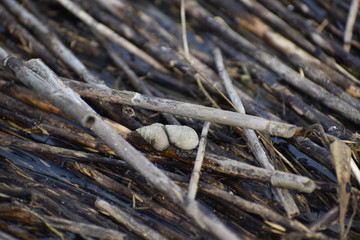 Snails 