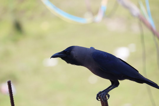 side view of indian house crow perching iron pole, bird image with blurred background