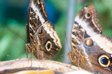 Fototapeta premium Deux papillons