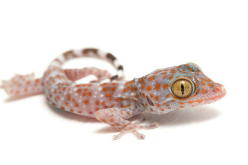 Tokay Gecko (Gekko gecko) isolated on white background.