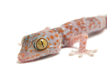 Tokay Gecko (Gekko gecko) isolated on white background.