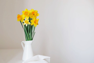 Fresh yellow daffodil flowers in full bloom in vase against white background.