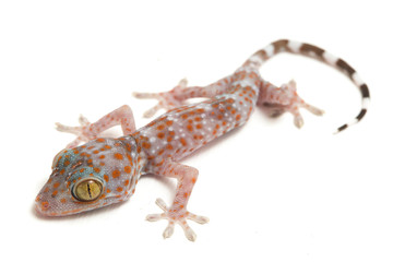 Tokay Gecko (Gekko gecko) isolated on white background.